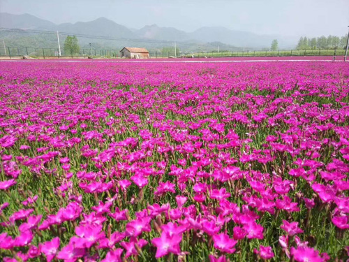 山东省魅力五洲景观花海工程有限公司